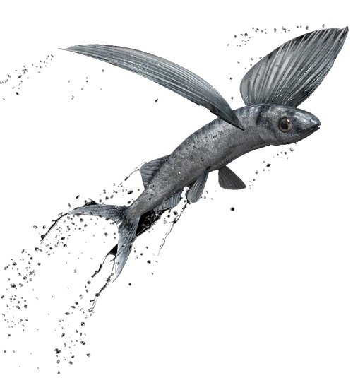 Fliegender Fisch